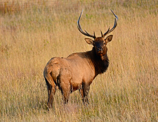 Naklejka na ściany i meble bull elk standing in the grass in autumn in rocky mountain national park, colorado