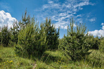 field of grass and trees	