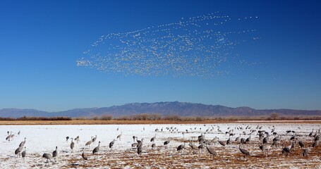 majestic sandhill  cranes standing in the snow in a cornfield on a sunny winter day with a snow birds in flight and a mountain back drop in  bernardo state wildlife refuge , near socorro, new mexico