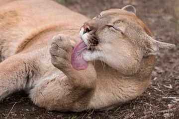 Schilderijen op glas Puma licking it's paws. Symbol of female sexuality. Mountain lion licking paw. © Denis