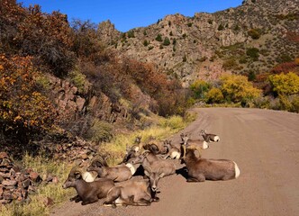 herd of rocky mountain  bighorn sheep   resting on the road on a sunny day  in autumn in waterton...