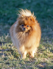 2-Year-Old Male Puppy Pomeranian Portrait. Off-leash Dog Park in Northern California.
