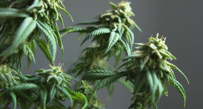 Beautiful green flowering Cannabis cbd plant buds rack focus close up