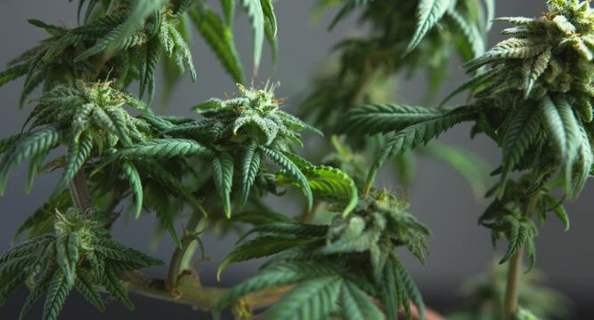 Beautiful green flowering bonsai cannabis cbd plant buds close up pan