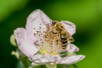 Close up of a bee on a pink flower

