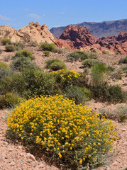 the spectacular, eroded sandstone rock formations, yellow wildflowers,  and desert landscape of...