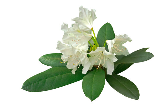 Beautiful white flowers of rhododendron (Rhododéndron) close up on green background on white isolated background