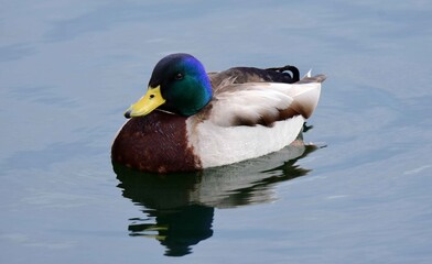  mallard drake  swimming in ketring lake in littleton, colorado