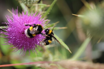 Bumblebee