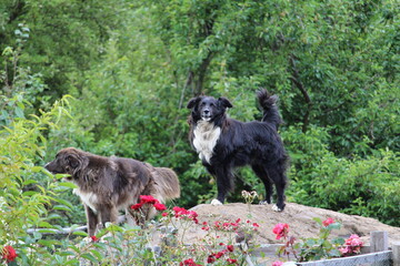 Fototapeta premium Dogs
