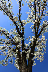  striking blooming bradford pear tree against a blue sky in springtime in gettysburg, pennsylvania