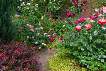 Beautiful red, pink, purple roses and ornamental plants in the garden on a bright sunny day