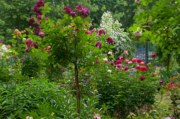 Fototapeta na wymiar Beautiful summer flower garden with roses of different varieties of white, pink, red, purple shades and ornamental grasses