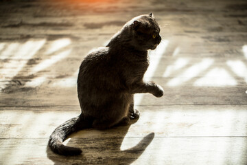 Cat home. Shadow. Wooden table. Shadow. Light. Animal. 