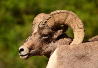  close up of  rocky mountain  bighorn sheep ram in early summer in waterton canyon, littleton,  colorado