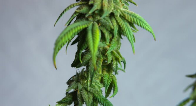 Beautiful green flowering large bud Cannabis cbd bonsai plant close up tilt