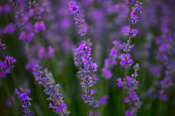 lavender flowers in the garden