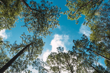 lush view of pines and oaks