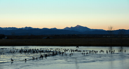 sunset at stearns lake in boulder county, colorado,  on a cold winter day, with a backdrop of long's peak and the  rocky mountains and flocks of canada geese, roosting for the evening