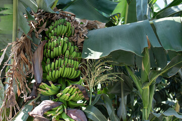banana fruit farmland  in Turkey