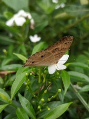 Butterfly eating honey on the Flower 