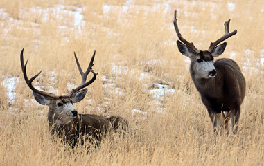 pair of  mule deer bucks resting  in winter  in the grass along the wildlife drive in rocky...