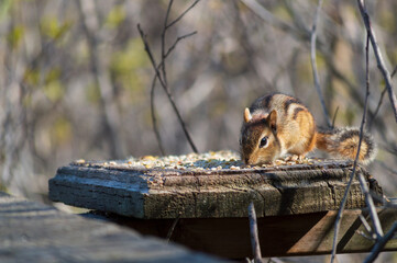 Focusing on a chipmunk eating seeds on a bright sunny morning. 