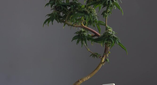 Summer concept - Beautiful green flowering bud of a bonsai cannabis cbd plant decorated with mahjong summer tile