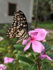 Butterfly eating honey