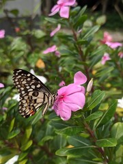 Naklejka na ściany i meble Buutterfly on pink flower