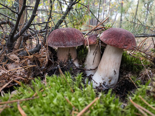White mushrooms Butyriboletus regius or boletus regius in the forest.