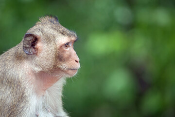 可愛いサル