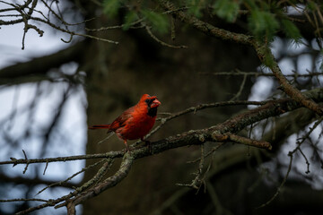 Cardinals at Lynde Shores Conservation Area
