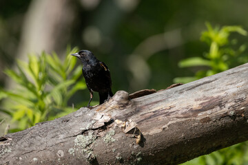 Red wing black-bird at Lynde Shores Conservation Area