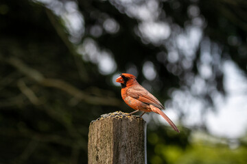 Cardinals at Lynde Shores Conservation Area