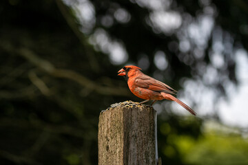 Cardinals at Lynde Shores Conservation Area