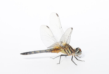 Side view of a Blue Dasher Dragonfly (Pachydiplax longipennis) with female coloration.