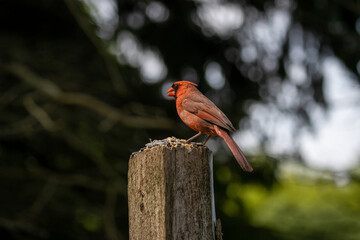 Cardinals at Lynde Shores Conservation Area