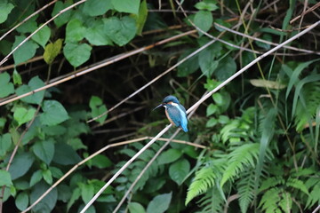 Kingfisher