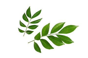 Green leaves isolated on white