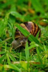 the snail was resting on the grass