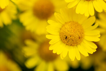 Obraz premium Chrysanthemum segetum, Magnoliopsida, Therophyte