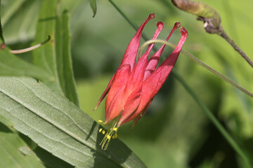 Red Ontario Columbine wildflower on bright sunny day