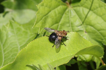 Bristle Fly (pollinating) feeding on plants, landing on a leaf on a bright summer day