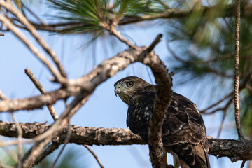 Hiding red shouldered hawk Buteo lineatus bird perched in a tree