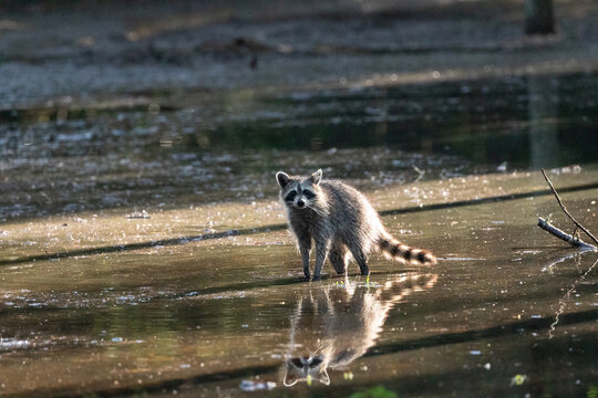 Cute young raccoon Procyon lotor with face reflected in swamp water