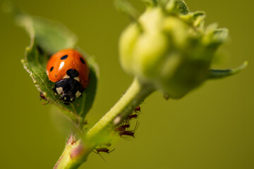 Ladybug on a leaf