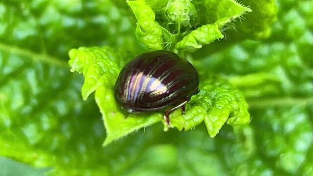 bug on leaf
