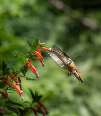 Rufous Hummingbird Translucent 1174 - 443159260