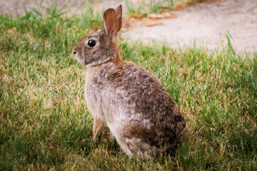 rabbit in the grass